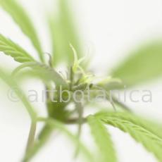 Hanf-Cannabis-sativus-10