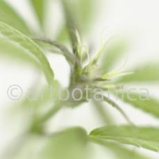 Hanf-Cannabis-sativus-12
