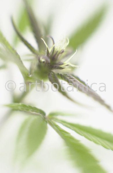 Hanf-Cannabis-sativus-5