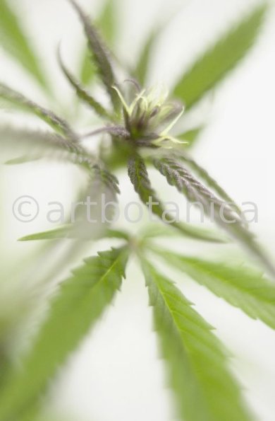 Hanf-Cannabis-sativus-1