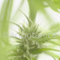 Hanf-Cannabis-sativus-4