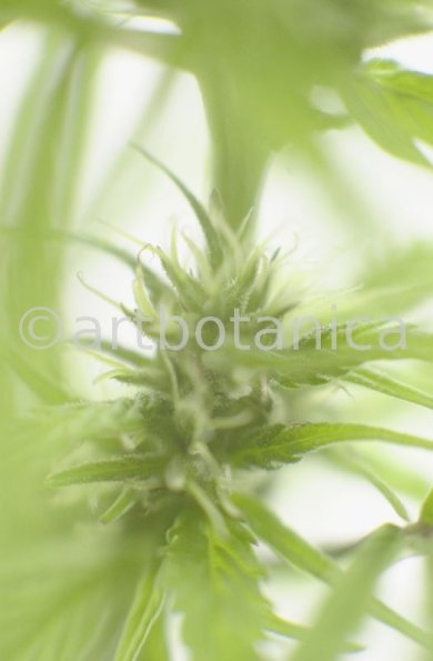 Hanf-Cannabis-sativus-4