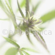 Hanf-Cannabis-sativus-7