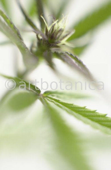 Hanf-Cannabis-sativus-6