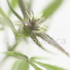 Hanf-Cannabis-sativus-5