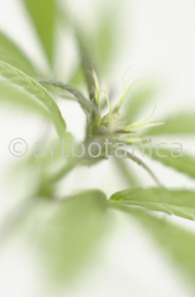 Hanf-Cannabis-sativus-12