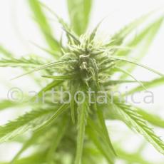 Hanf-Cannabis-sativus-3