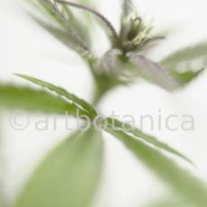 Hanf-Cannabis-sativus-2