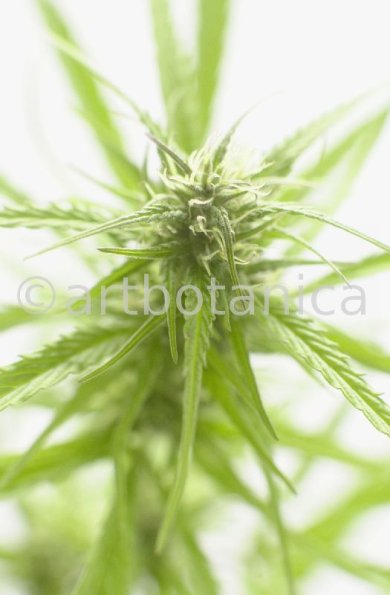 Hanf-Cannabis-sativus-3