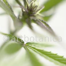 Hanf-Cannabis-sativus-6