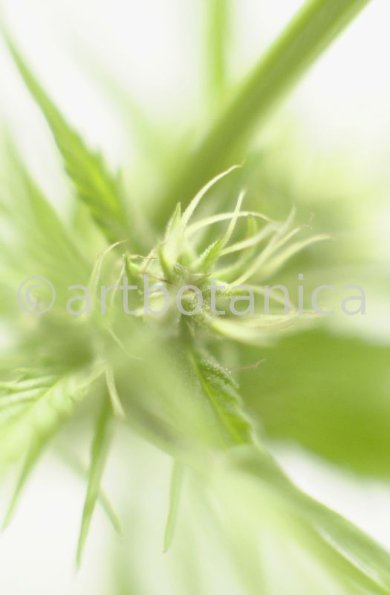 Hanf-Cannabis-sativus-8