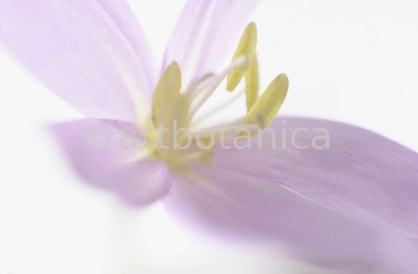 Herbstzeitlose-Colchicum-autumnale-20