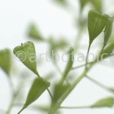 Hirtentäschel-Capsella bursa-pastoris-7