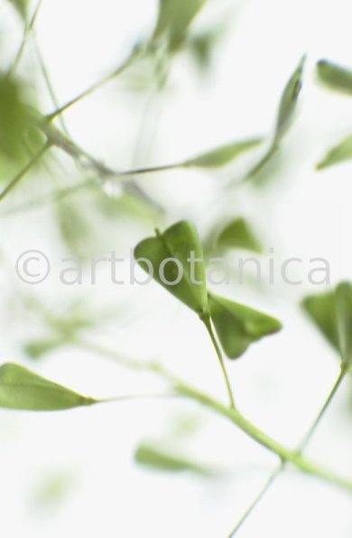 Hirtentäschel-Capsella bursa-pastoris-10