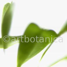 Hirtentäschel-Capsella bursa-pastoris-1