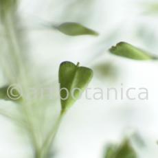 Hirtentäschel-Capsella bursa-pastoris-4