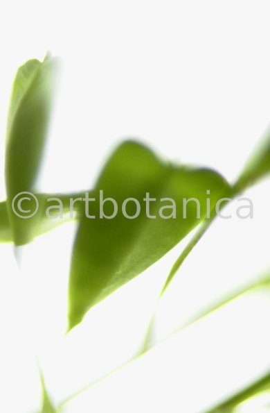 Hirtentäschel-Capsella bursa-pastoris-1