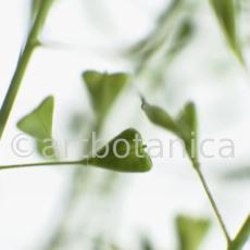 Hirtentäschel-Capsella bursa-pastoris-9
