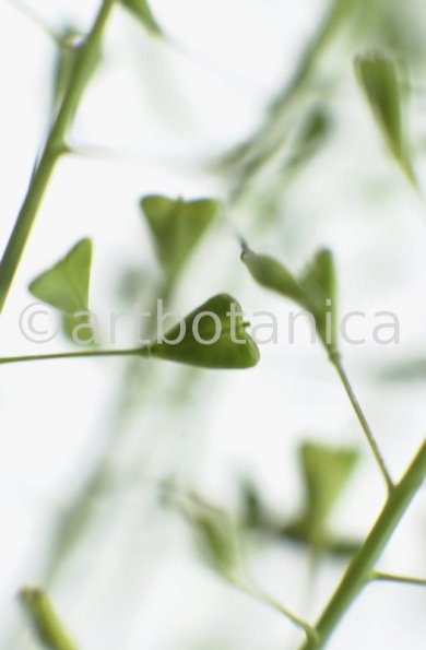 Hirtentäschel-Capsella bursa-pastoris-9