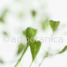 Hirtentäschel-Capsella bursa-pastoris-6