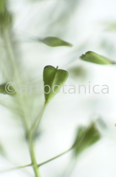 Hirtentäschel-Capsella bursa-pastoris-4