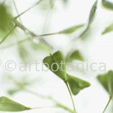 Hirtentäschel-Capsella bursa-pastoris-10