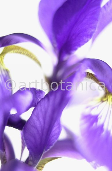 Iris-Iris versicolor-9