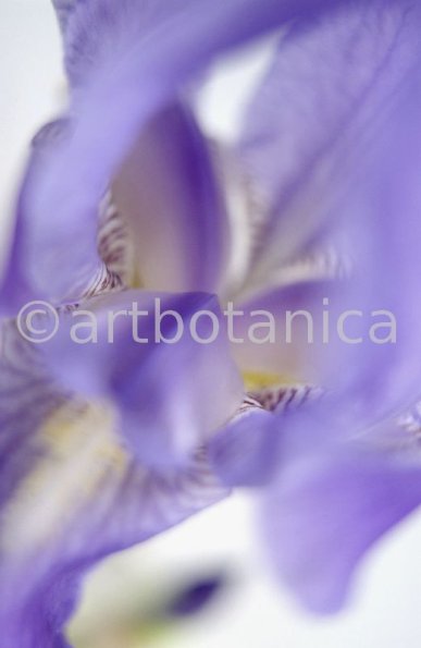 Iris-Iris versicolor-21