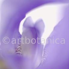 Iris-Iris versicolor-25