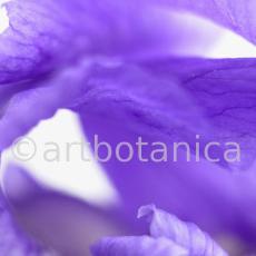 Iris-Iris versicolor-16