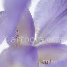 Iris-Iris versicolor-20