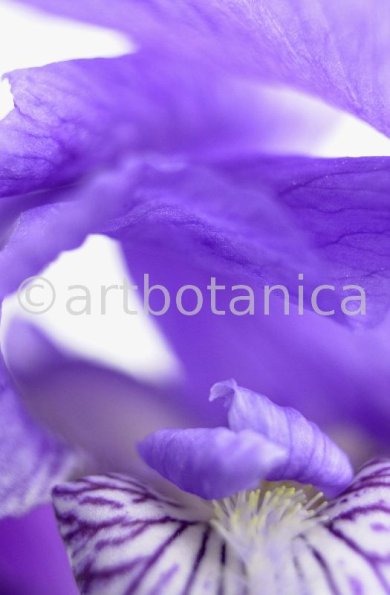 Iris-Iris versicolor-16