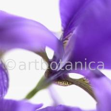 Iris-Iris versicolor-8
