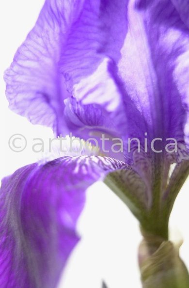 Iris-Iris versicolor-12