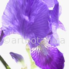 Iris-Iris versicolor-17