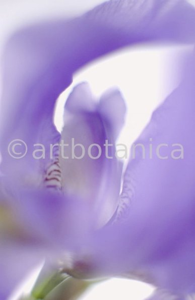 Iris-Iris versicolor-25