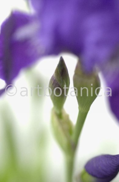 Iris-Iris versicolor-14