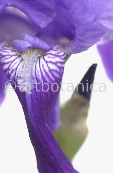 Iris-Iris versicolor-15