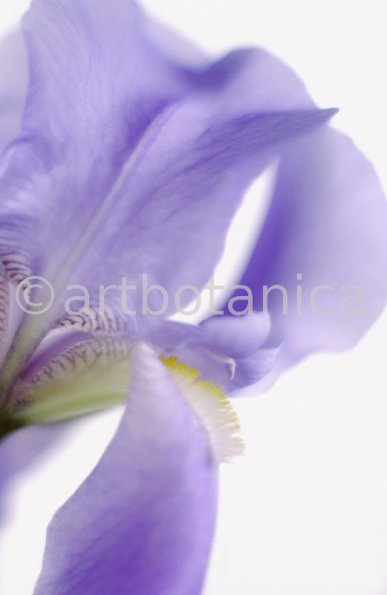 Iris-Iris versicolor-29
