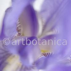 Iris-Iris versicolor-21