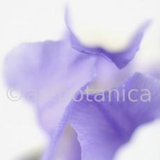 Iris-Iris versicolor-22