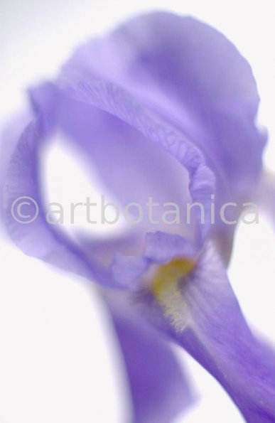 Iris-Iris versicolor-27