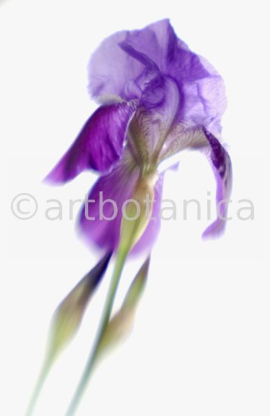 Iris-Iris versicolor-45