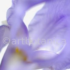 Iris-Iris versicolor-30