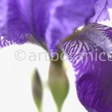 Iris-Iris versicolor-13
