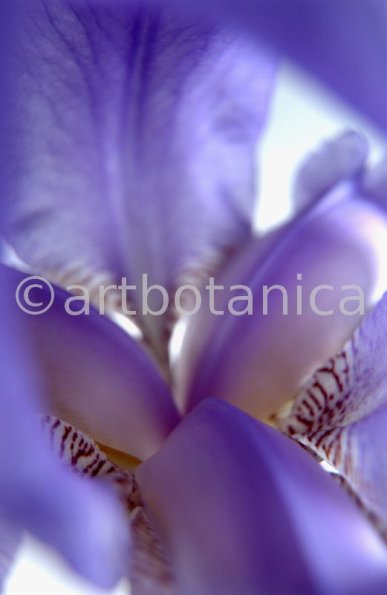 Iris-Iris versicolor-19