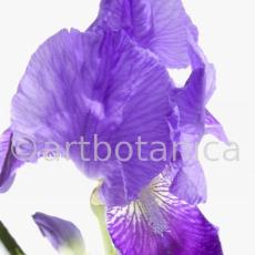 Iris-Iris versicolor-11