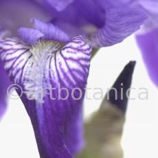 Iris-Iris versicolor-15