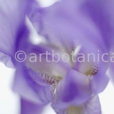 Iris-Iris versicolor-23