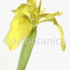 Iris-gelb--B---Iris-versicolor--5